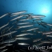 barracuda_blackfin_tc_sim_h_0178_tha1415.jpg